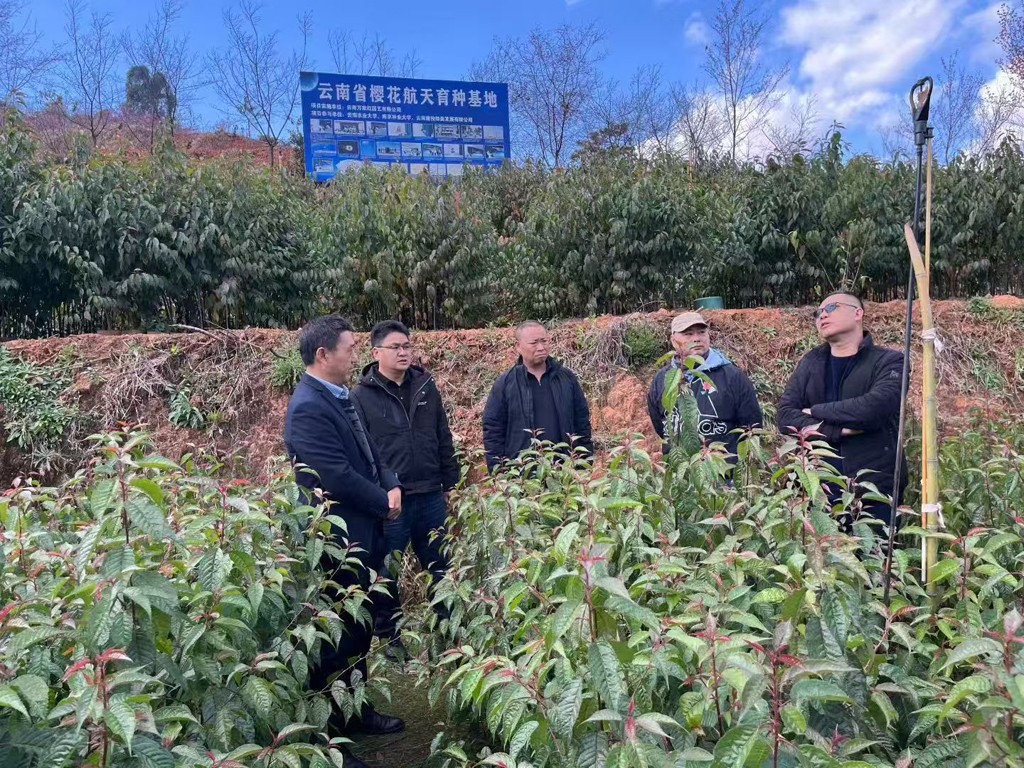 华宁县工信局局长曹永其调研我公司承担的全国首例樱花航天育种项目