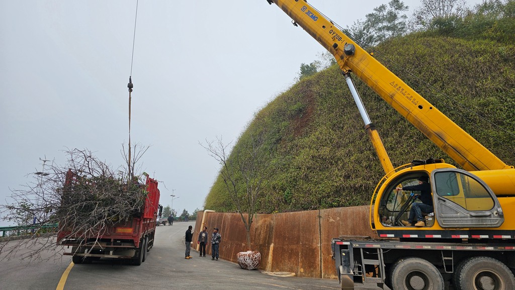 万家红樱花品牌，风雨无阻推进峨山县森林体育公园建设！