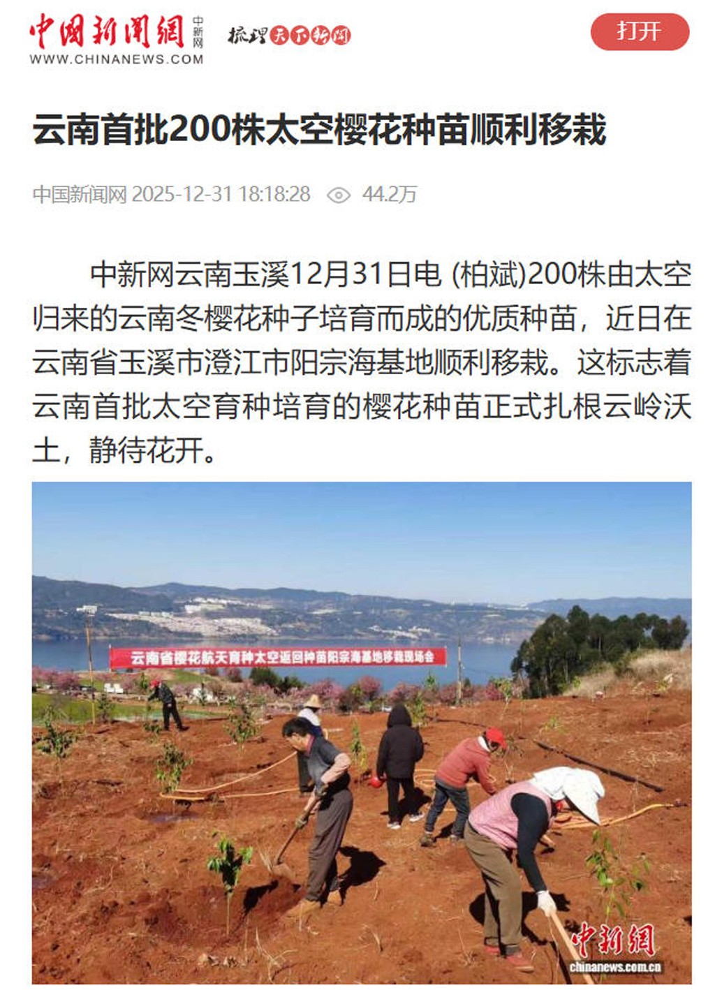 中国新闻网报道:我公司牵头承担的我国首例樱花航天育种太空返回种苗完成移