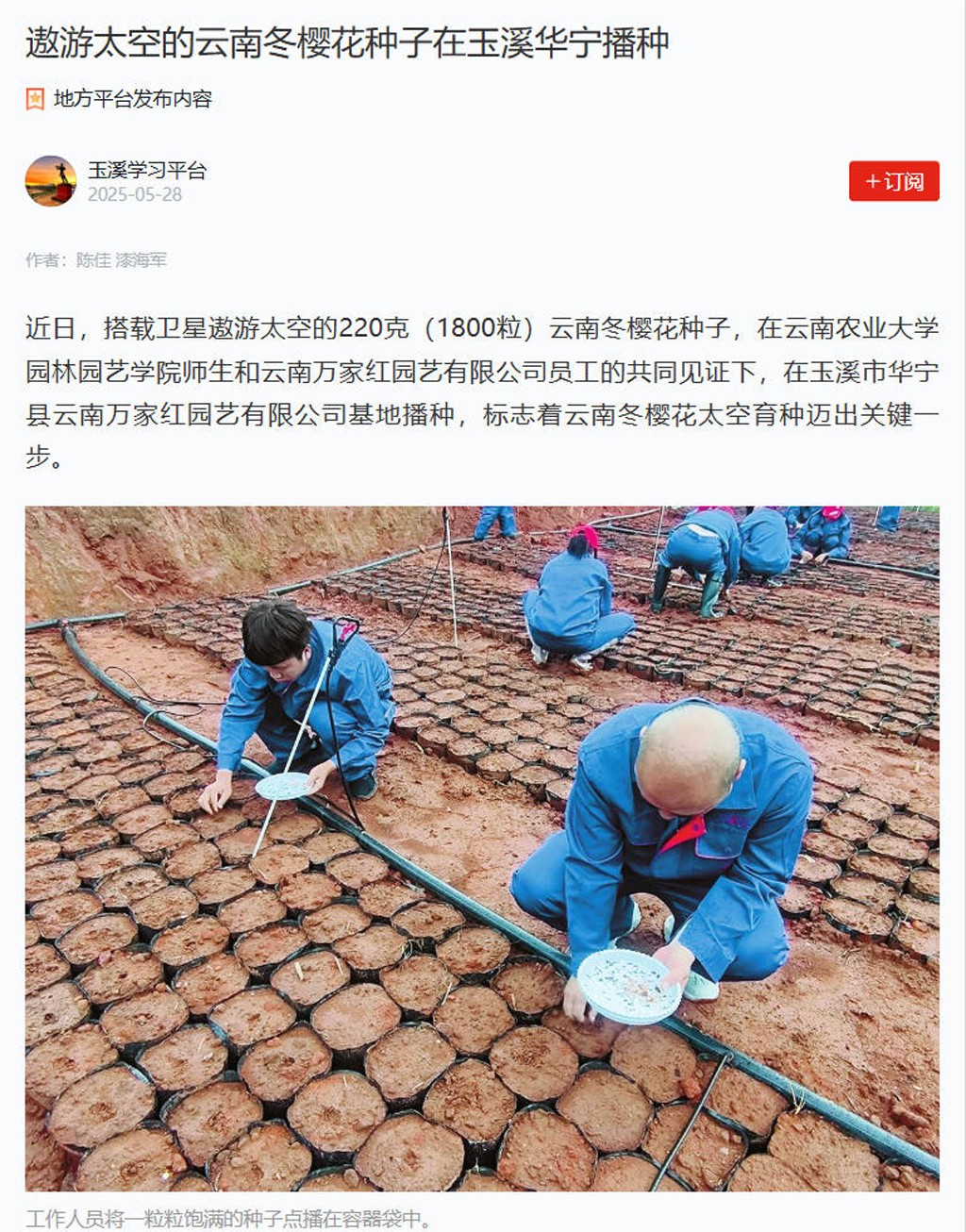 学习强国报道:万家红园艺公司遨游太空的樱花种子在玉溪市华宁县播种!