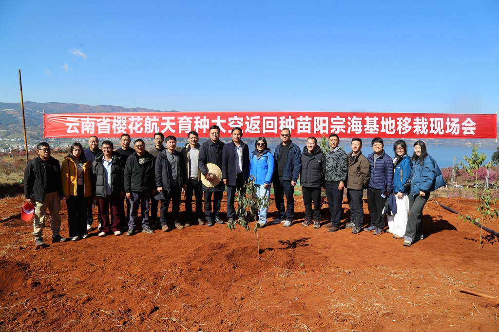 我国首例樱花航天育种第一批太空种苗完成移栽