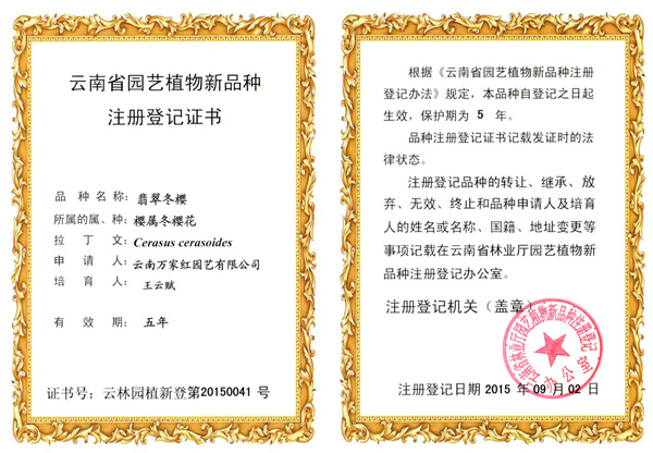 翡翠冬樱植物新品种证书