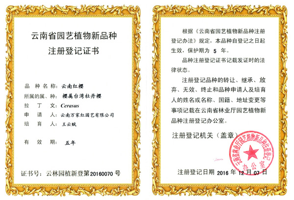云南红樱植物新品种证书