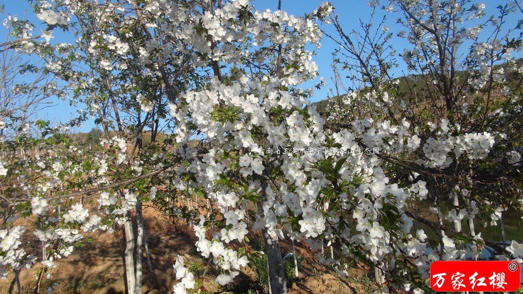 大岛樱花