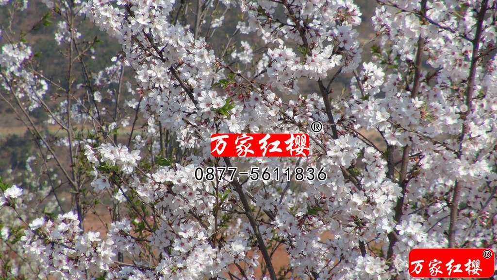 染井吉野樱花