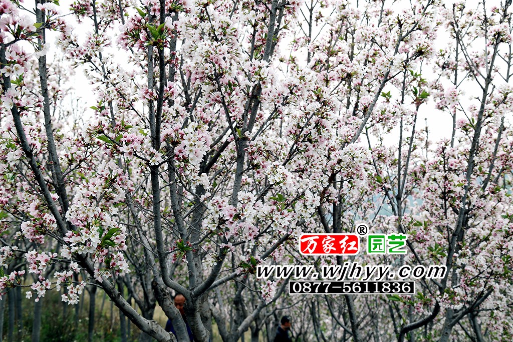 Oshima cherry blossom