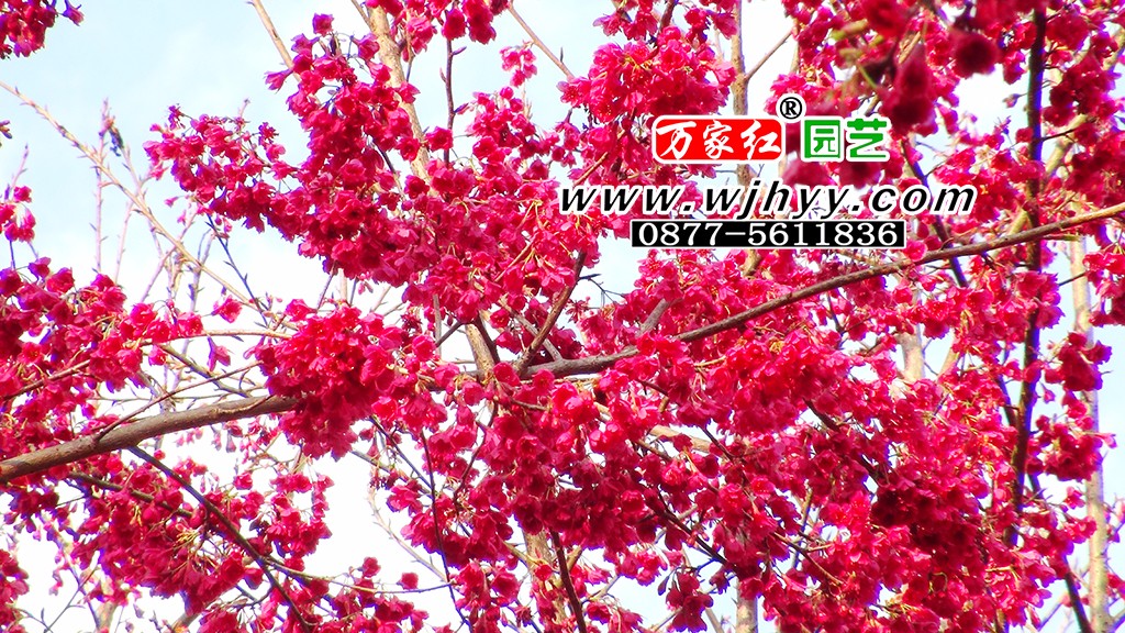 Yunnan red cherry blossom