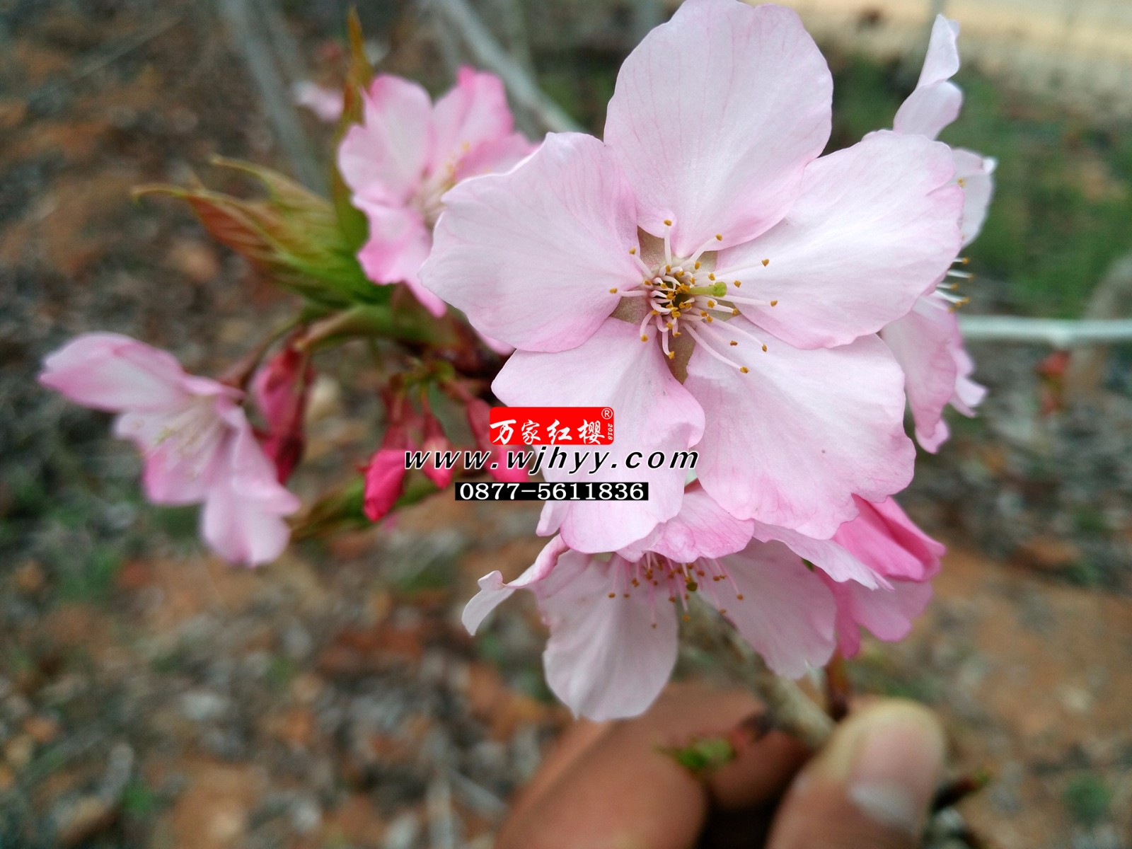 Kawazu cherry blossoms