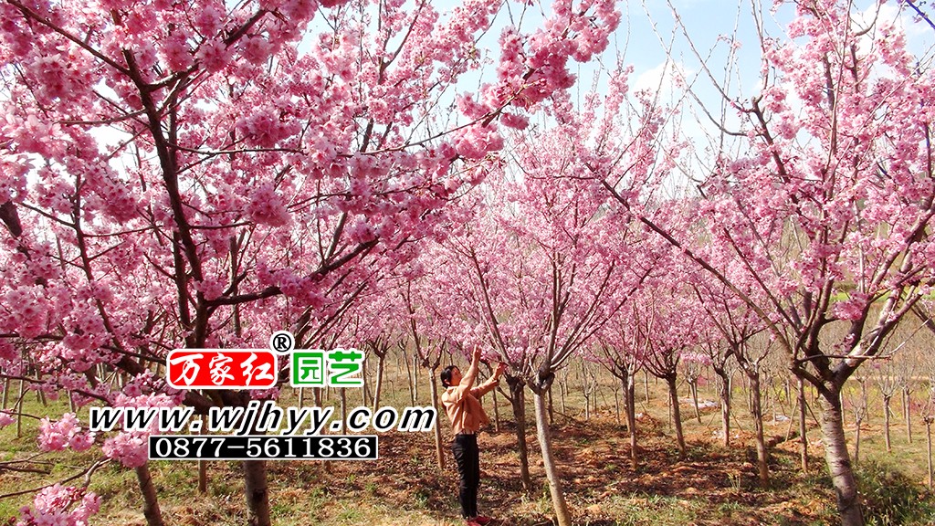 First beauty cherry blossom