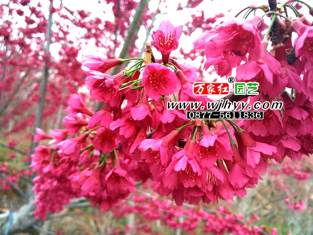 Wanjiahong cherry blossom