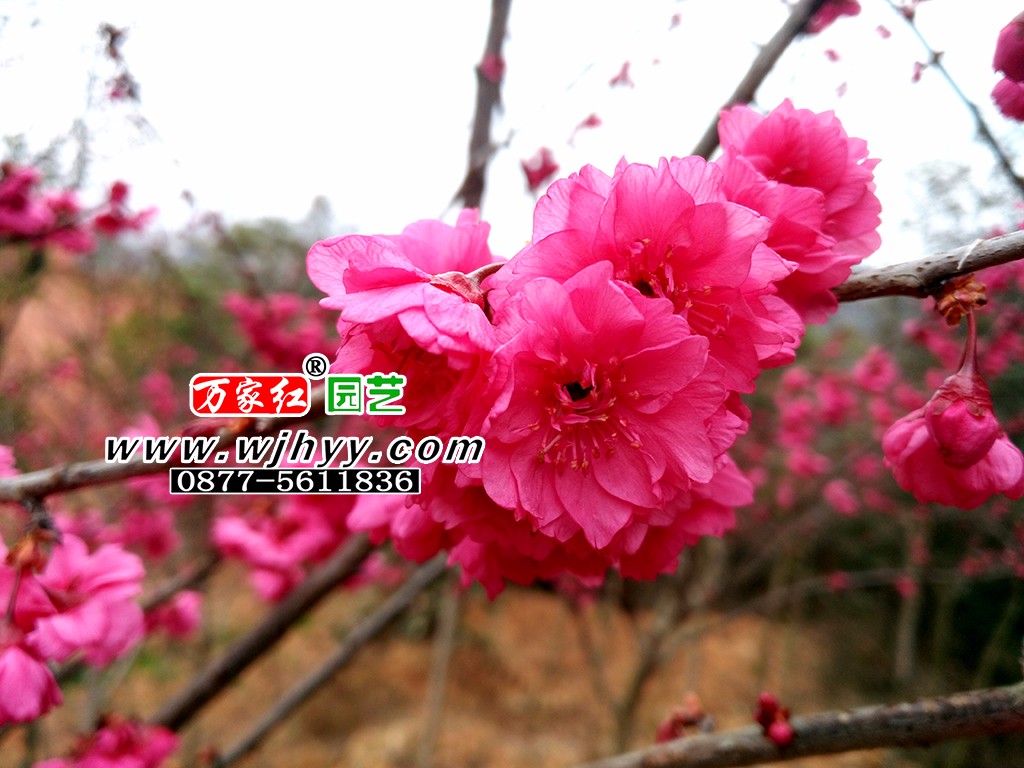 Chinese red cherry