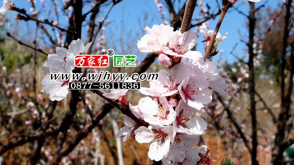 Hairy cherry flower