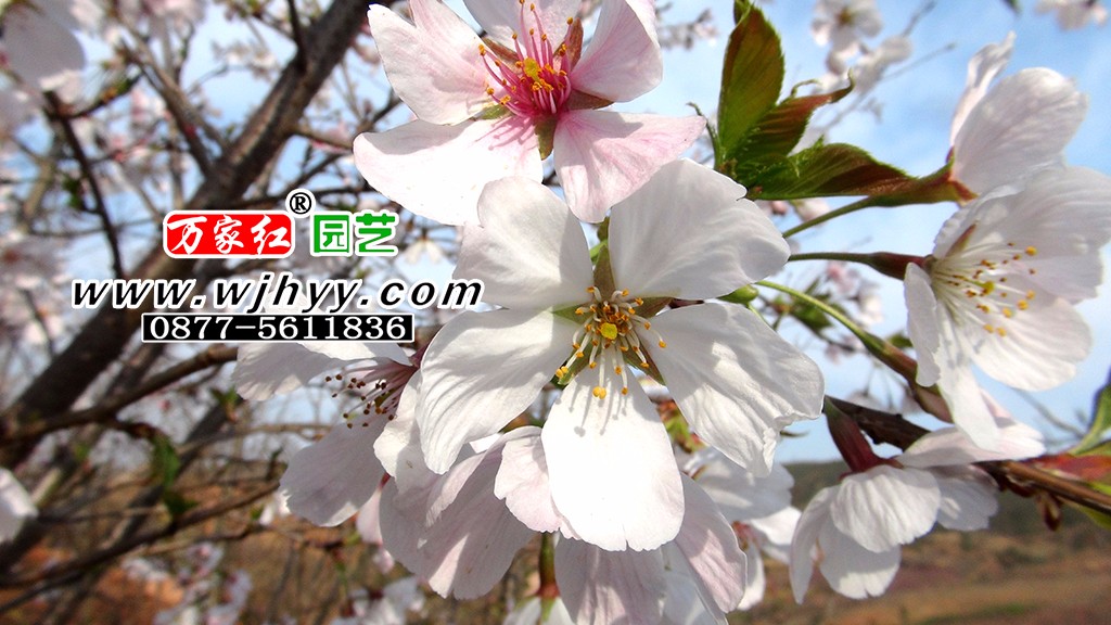 Miyoshino cherry blossoms