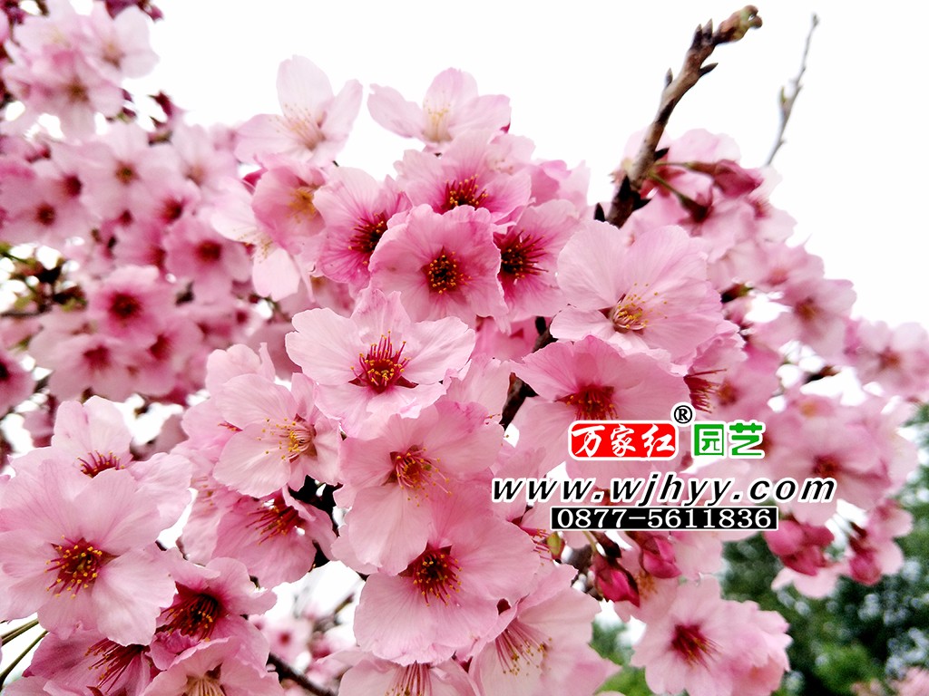 Sunny cherry blossom
